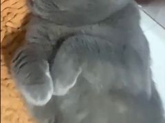 -喵zoo家庭繁育猫舍(尖东智能花园店)