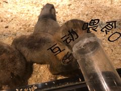 -zoonana室内动物园(东方福来德店)