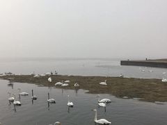 -烟墩角天鹅湖