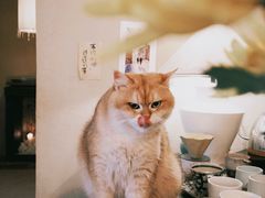 -Silly Dog Coffee(滨江店)