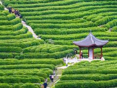 -十八棵（老龙井）御茶园(老龙井店)