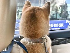 -Double Rui宠物酒店