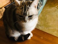 -猫猫幼稚园·撸猫·桌游·电玩