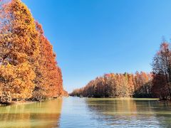 -上海海湾国家森林公园