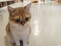 -藏猫猫咖啡主题馆(中央大道店)