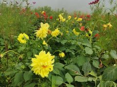 -武陵山森林公园