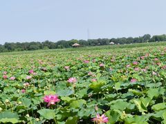 -西青郊野公园