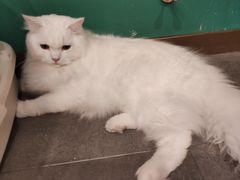 -飞行喵MR PILOT|猫舍·猫咖(静安大融城店)