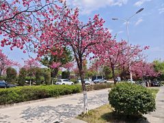 -洱海月湿地公园