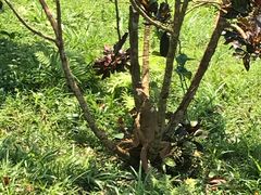 -海南热带野生动植物园