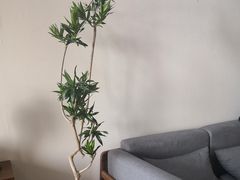 -仰生如卉推拿养生馆(酒仙桥店)