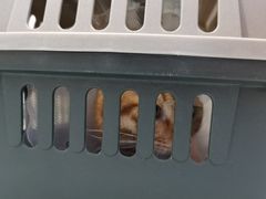 -瑞派·关忠动物医院·猫专科·犬专科(三环新城店)