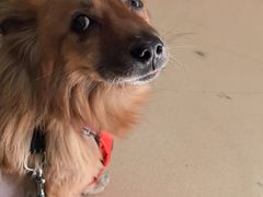-瑞派·关忠动物医院·猫专科·犬专科(三环新城店)