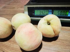 -南汇新场正宗水蜜桃采摘