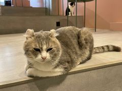-猫儿山۰猫主题餐厅