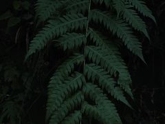 -龙窝子