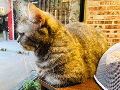 -豆逗聊愈猫阁Easy Life