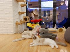 -momokira米努特·德文卷毛猫·棉花面纱犬