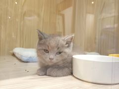 -屋虎猫馆(宝安大仟里店)