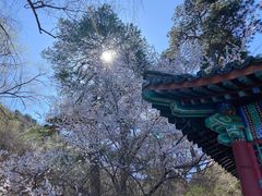 -香山公园