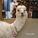 有意思！羊驼店长与无声天使共筑的治愈系伊甸园