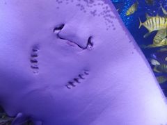 -太平洋海底世界