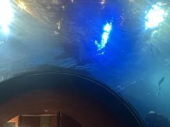 -海棠湾洲际-涛·海底餐厅·美人鱼·自助餐·海底隧道