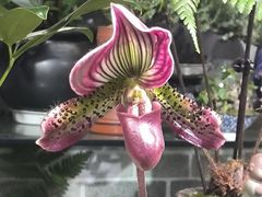 -花鸟鱼虫鲜花绿植市场(玉泉路店)