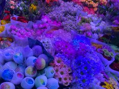 -花鸟鱼虫鲜花绿植市场(玉泉路店)