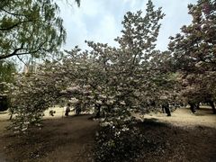 -莲花池公园