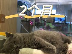 -屋虎猫馆(宝安大仟里店)