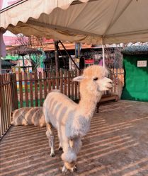 -萌宠亲子动物乐园(槐房万达店)