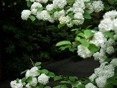 -上海滨江森林公园