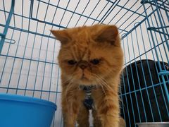 -美联众合动物医院(·中兽医·疑难杂症·严家桥分院)