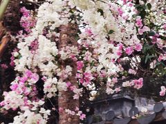 -深圳国际园林花卉博览园