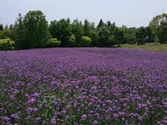 -同里国家湿地公园
