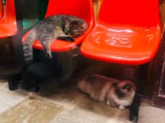 -猫咪博物馆(顶澳仔猫街店)