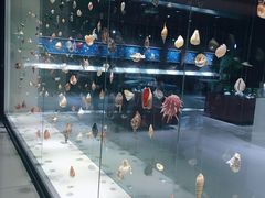 -青岛贝壳博物馆