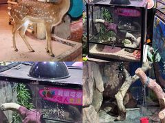 -正佳雨林生态植物园