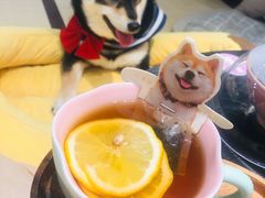 -逗柴咖啡屋·狗咖猫咖宠物桌游