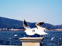 -海埂大坝