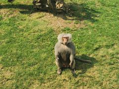 -西霞口神雕山野生动物世界