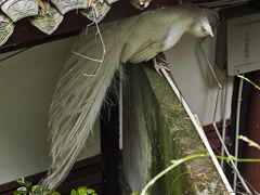 -都江堰普照寺