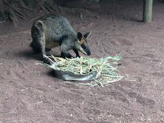 -费瑟代尔野生动物园