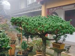 -普陀山慧济禅寺