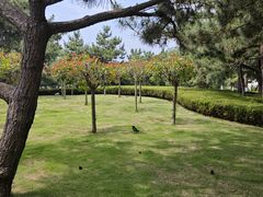 -燕儿岛山公园