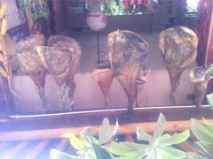 iphone_upload_pic-茶马古道·野生菌清汤黄牛肉(沙溪店)