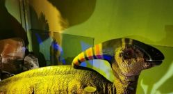 -恐龙探索乐园(磁器口店)