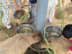 -西霞口神雕山野生动物世界