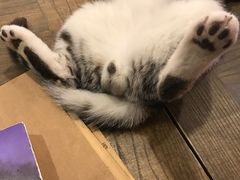 -共舞时光猫咖·狗咖(新街口店)